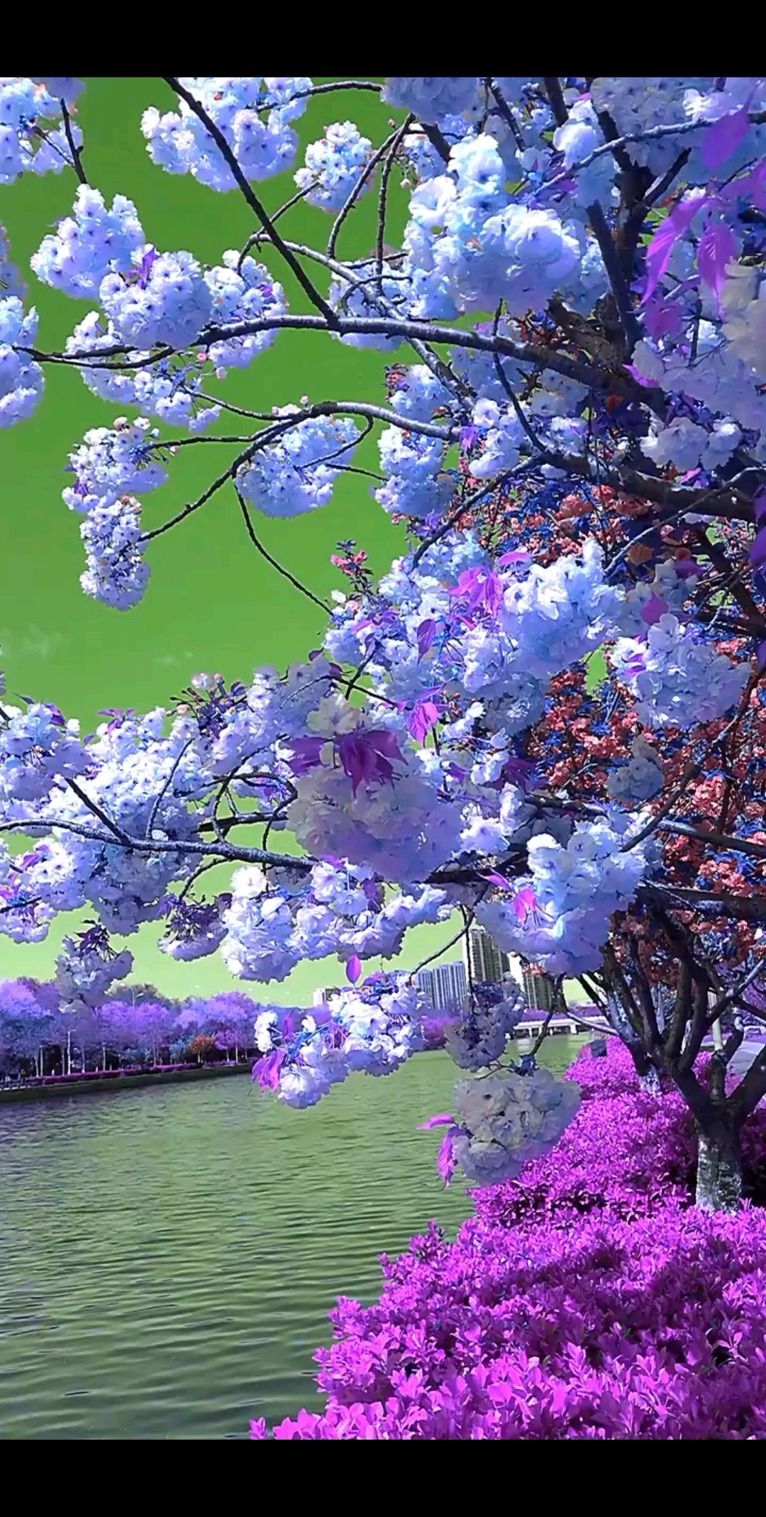 ♡世界上有两种最耀眼