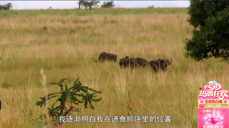 果果(平安好运)的图片