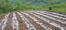 三妹在农村主播照片
