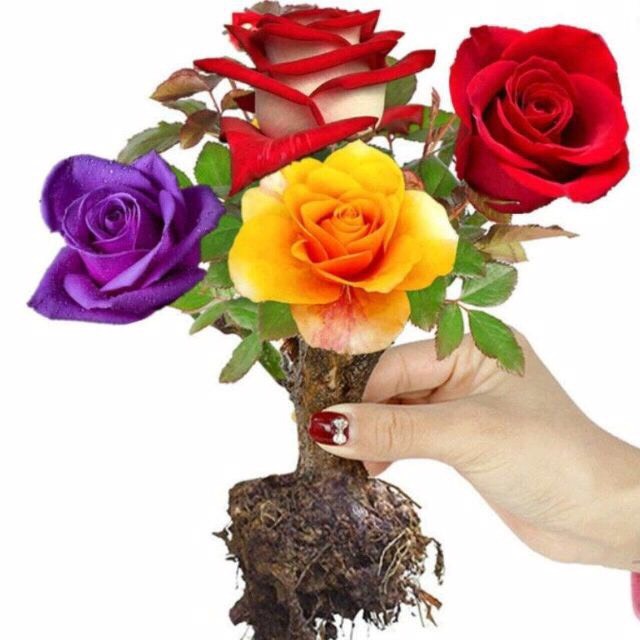 美好的生活💐💃🏼的主播照片