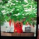 王振宇8a