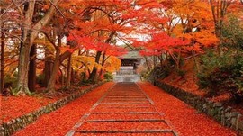 『儒◆楓』゛葑筆停書的图片