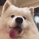 凯旋9n