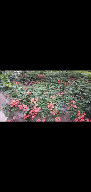 兄弟呀，想你啦/大笑