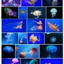 天云eea海报