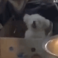 ♚~小巴豆~贪财好色的图片