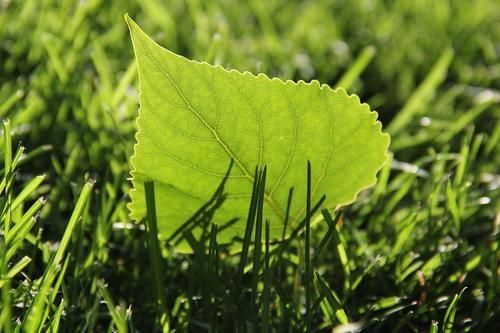 一树梨花压海唐同学☞的图片