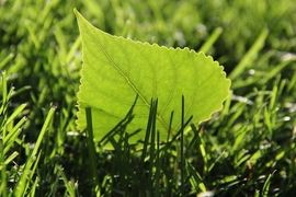 一树梨花压海唐同学☞主播照片