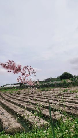花无缺的故事结束啦主播照片