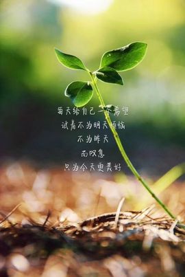 藏獒王∶成龙沸沸主播照片