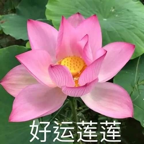 小黄黄黄黄黄.的图片
