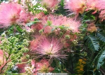 双成菲菲🎤的图片