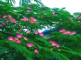 双成菲菲🎤主播照片