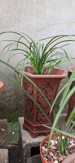 三妹在农村主播照片