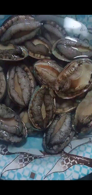 闲着干嘛？养点新宠玩