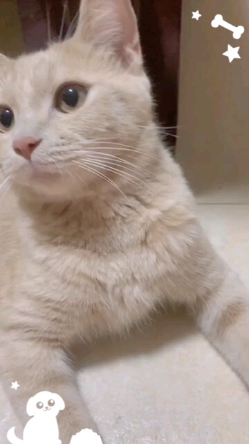 大脸^～^咪咪