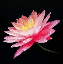 白鹤~小琴童~封的图片