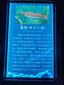 处处留情、情殇欲主播照片