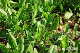 September★主播照片