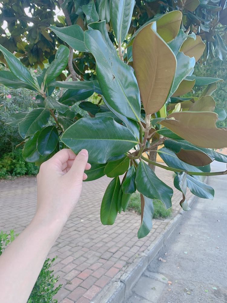 Lッ♥✿小白白的图片