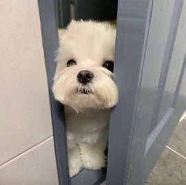 bye～主播照片