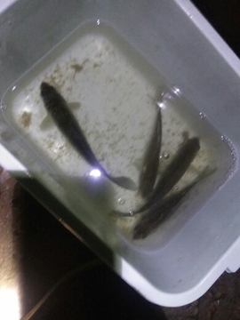 艾玛失踪人口主播照片