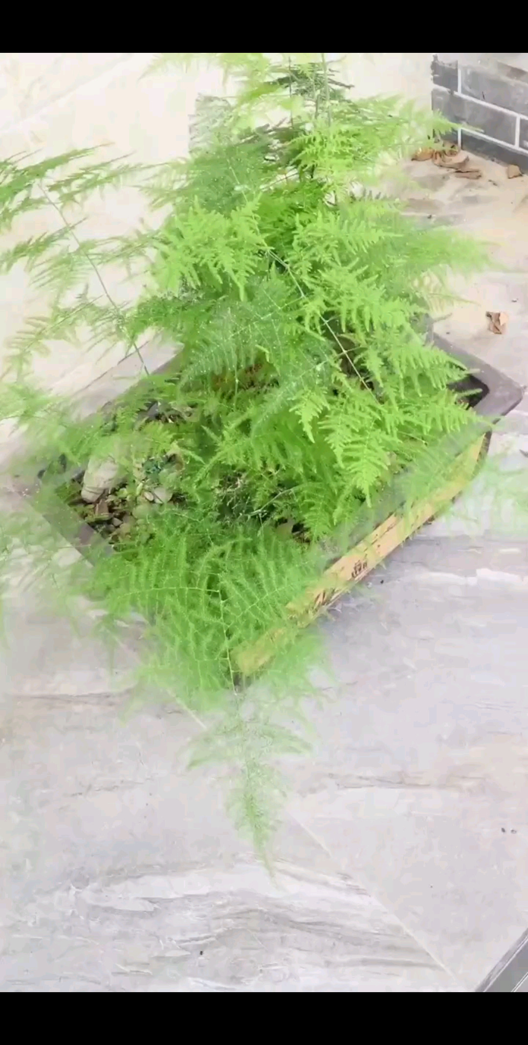 下午修剪好的一盆文竹