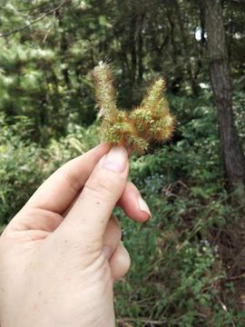 现实✔差距主播照片