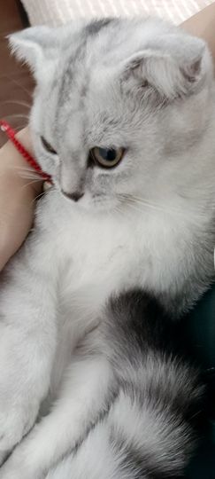 👑䒕暖宝好运旺旺旺主播照片