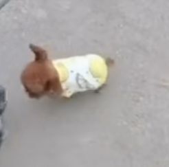 丑小鸭💞愿有一束光的图片