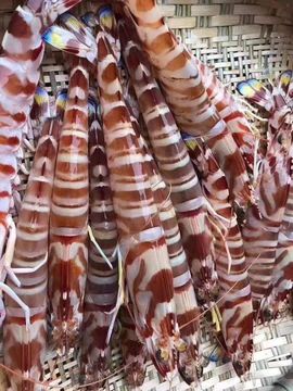 戰神大元帥黎歌主播照片