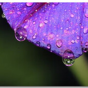 a花瓣雨纷飞