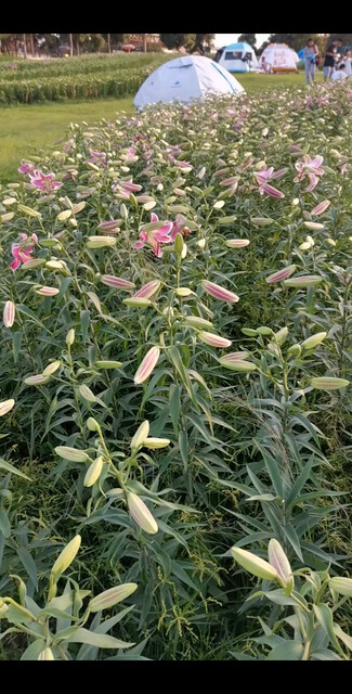 白云蓝天，花浪人海