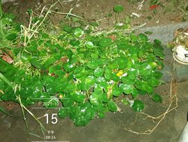 H红叶主播照片