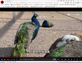 保利哥主播照片
