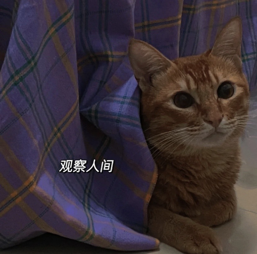 小蛋挞休～的图片