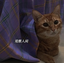 小蛋挞休～主播照片