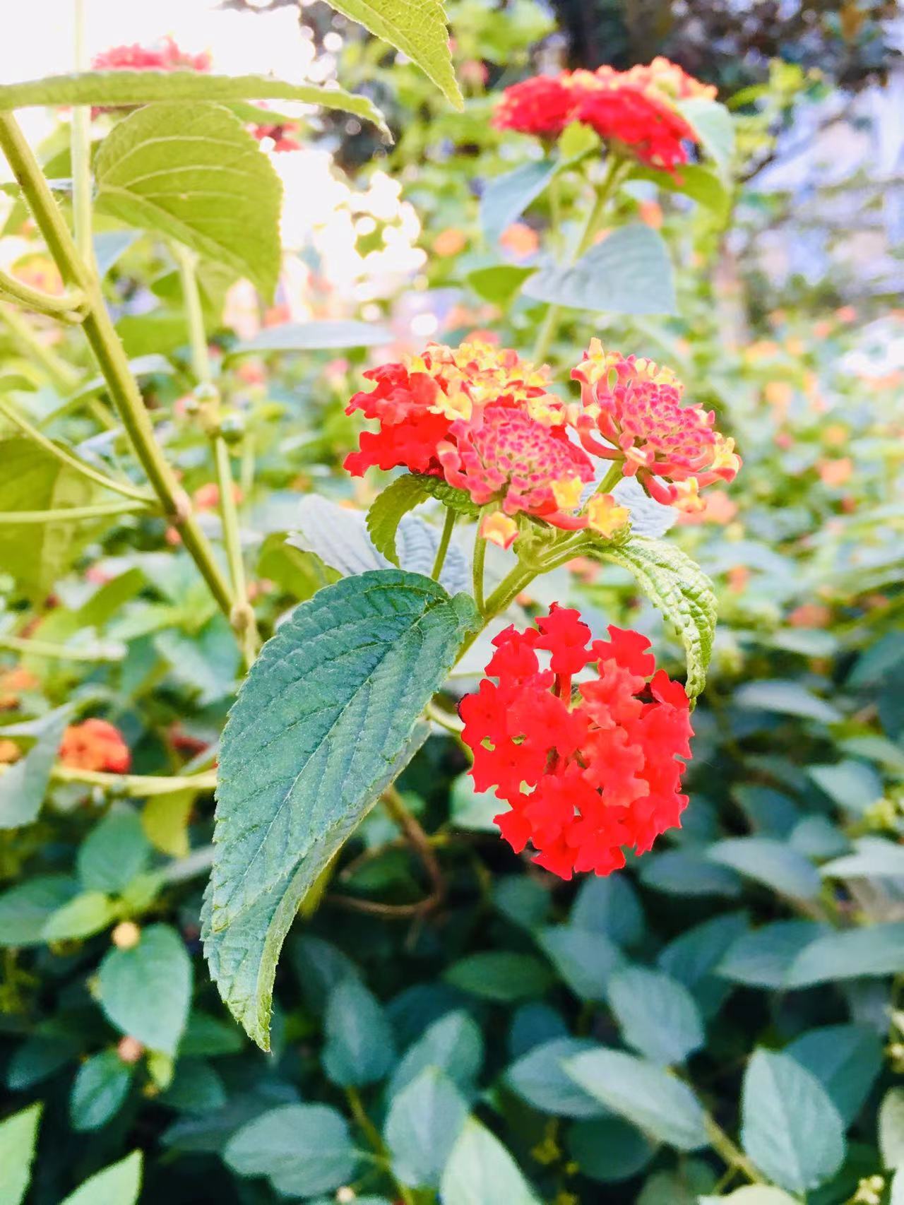 紫薇☆☆音乐频道的图片
