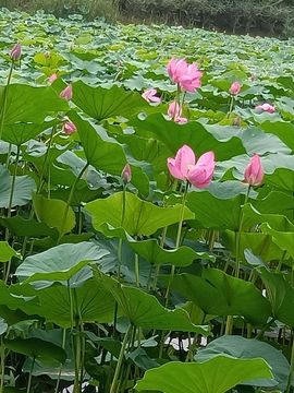 缘缘～～～主播照片