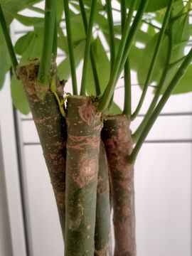 活宝黑妮主播照片
