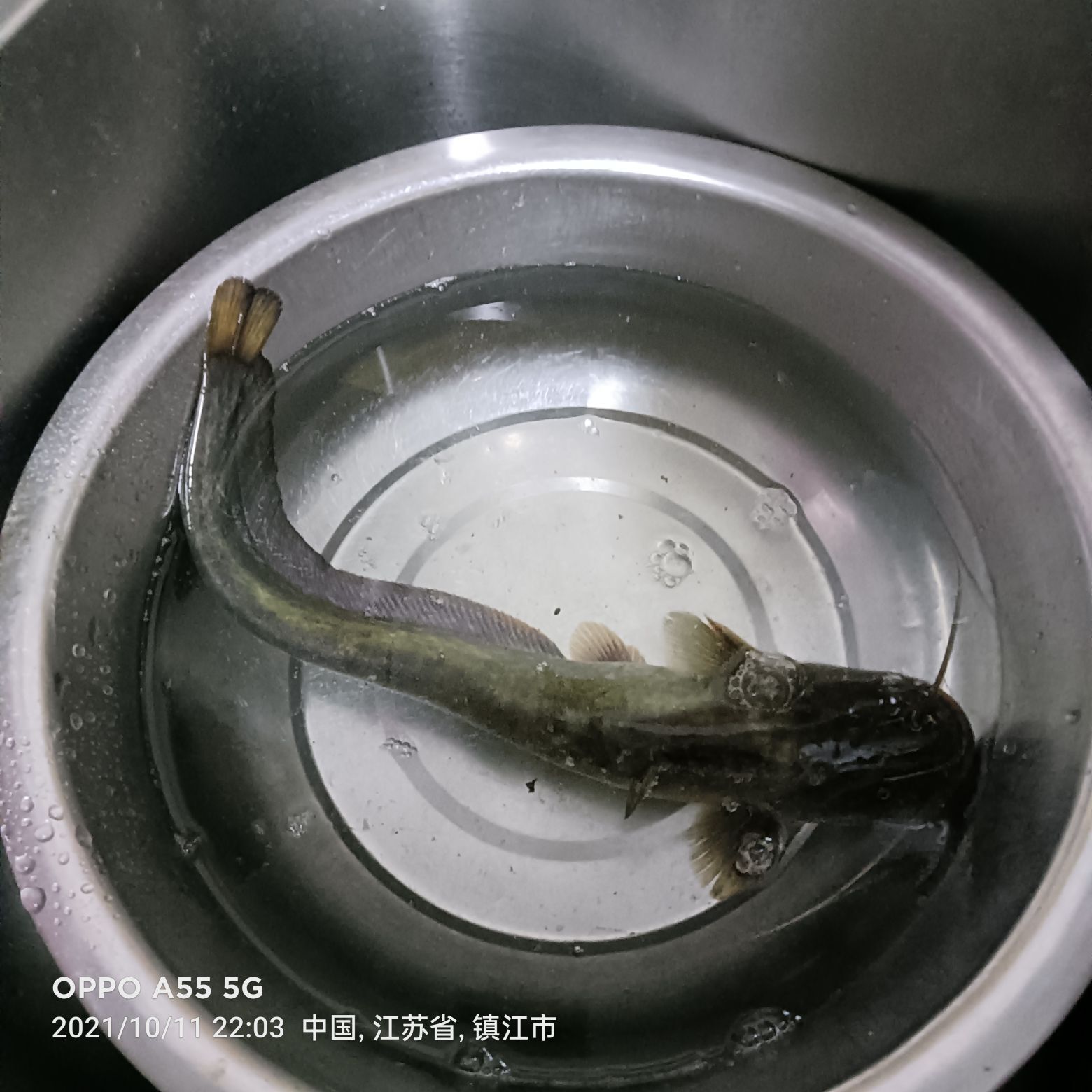九齒釘耙豬八戒的主播照片