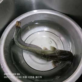 九齿钉耙猪八戒主播照片