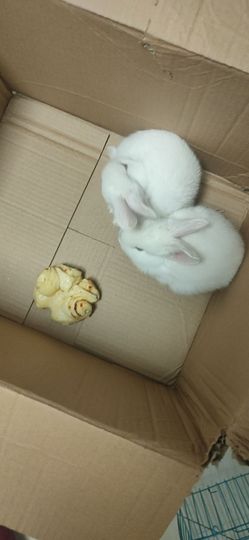 婷求六架飞机升级的图片