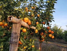 🍊小布布主播照片