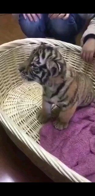 别人养宠物  我养祖