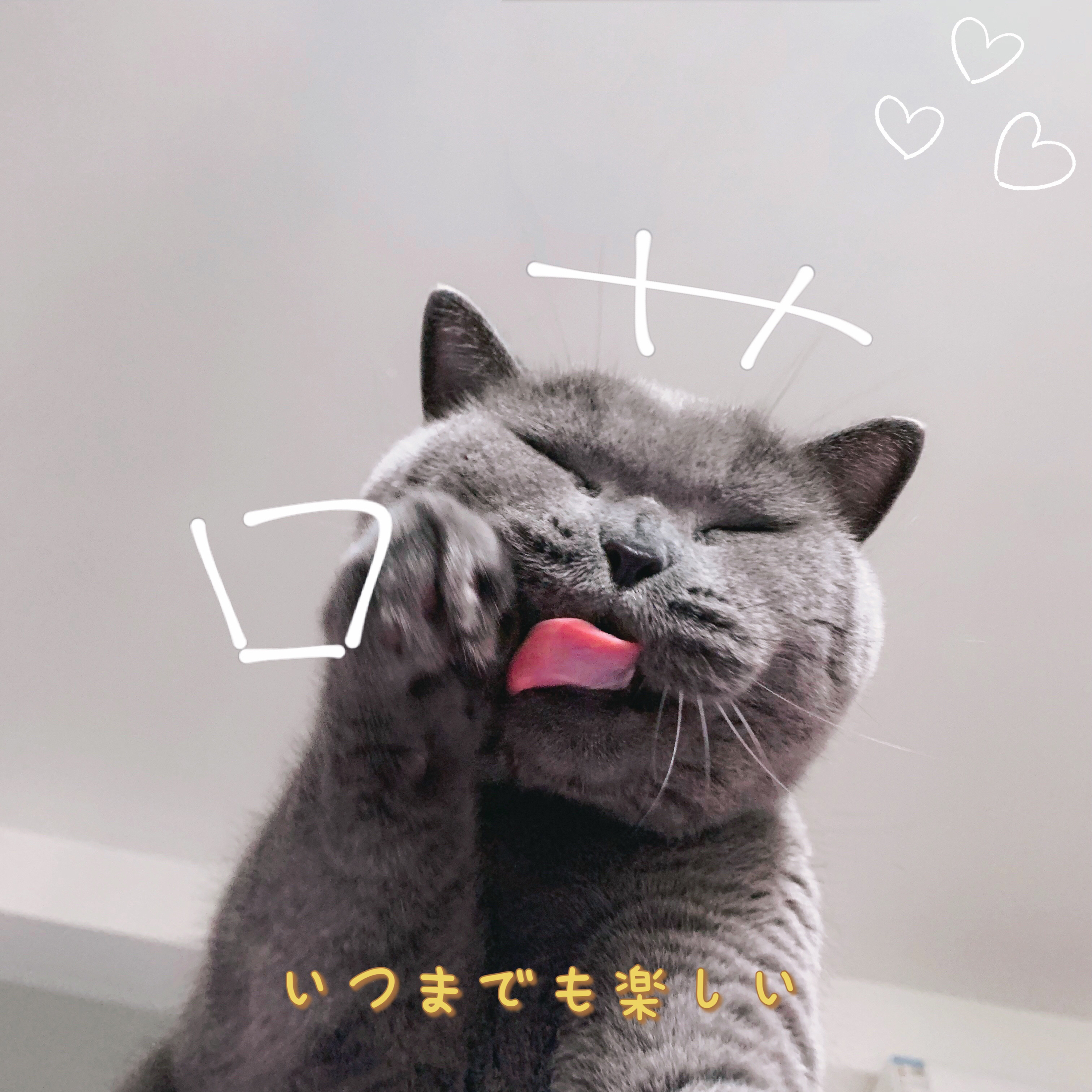 猫猫🌸一秒召唤喵～的主播照片