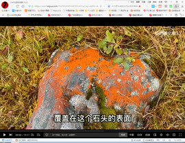 保利哥主播照片