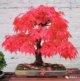 დ释怀დ主播照片