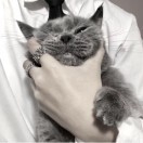 某人的猫😘海报
