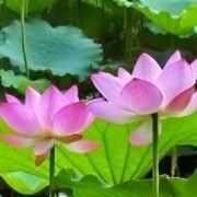富贵开花，海报